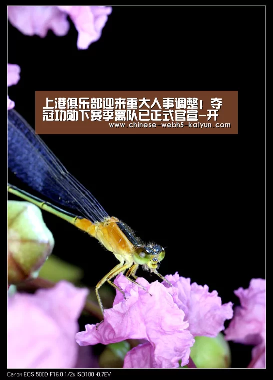 上港俱乐部迎来重大人事调整!夺冠功勋下赛季离队已正式官宣-开云中国官网(图2) 开云品牌